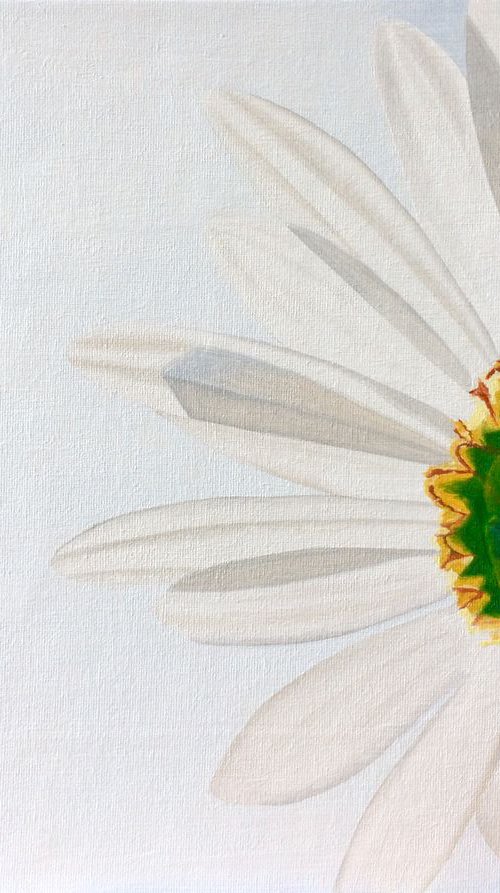 Daisy by Jill Ann Harper