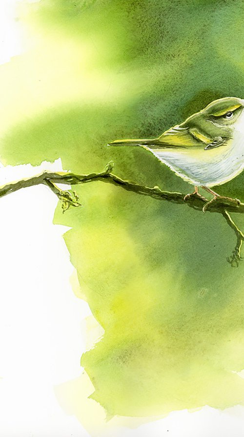 Wood warbler by Karolina Kijak