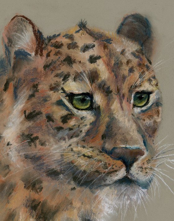 Leopard portrait  (pastel)