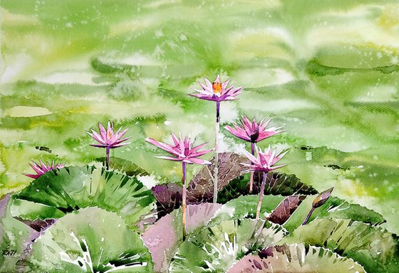 The waterlily flowers