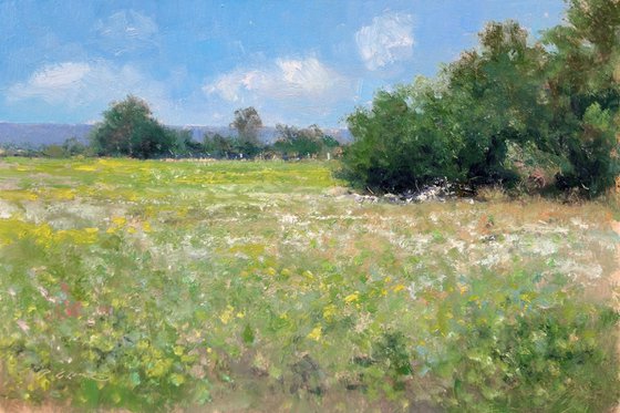 Meadow in Provence