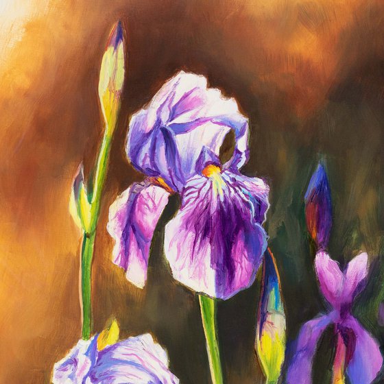 Purple iris flowers in a sunset meadow