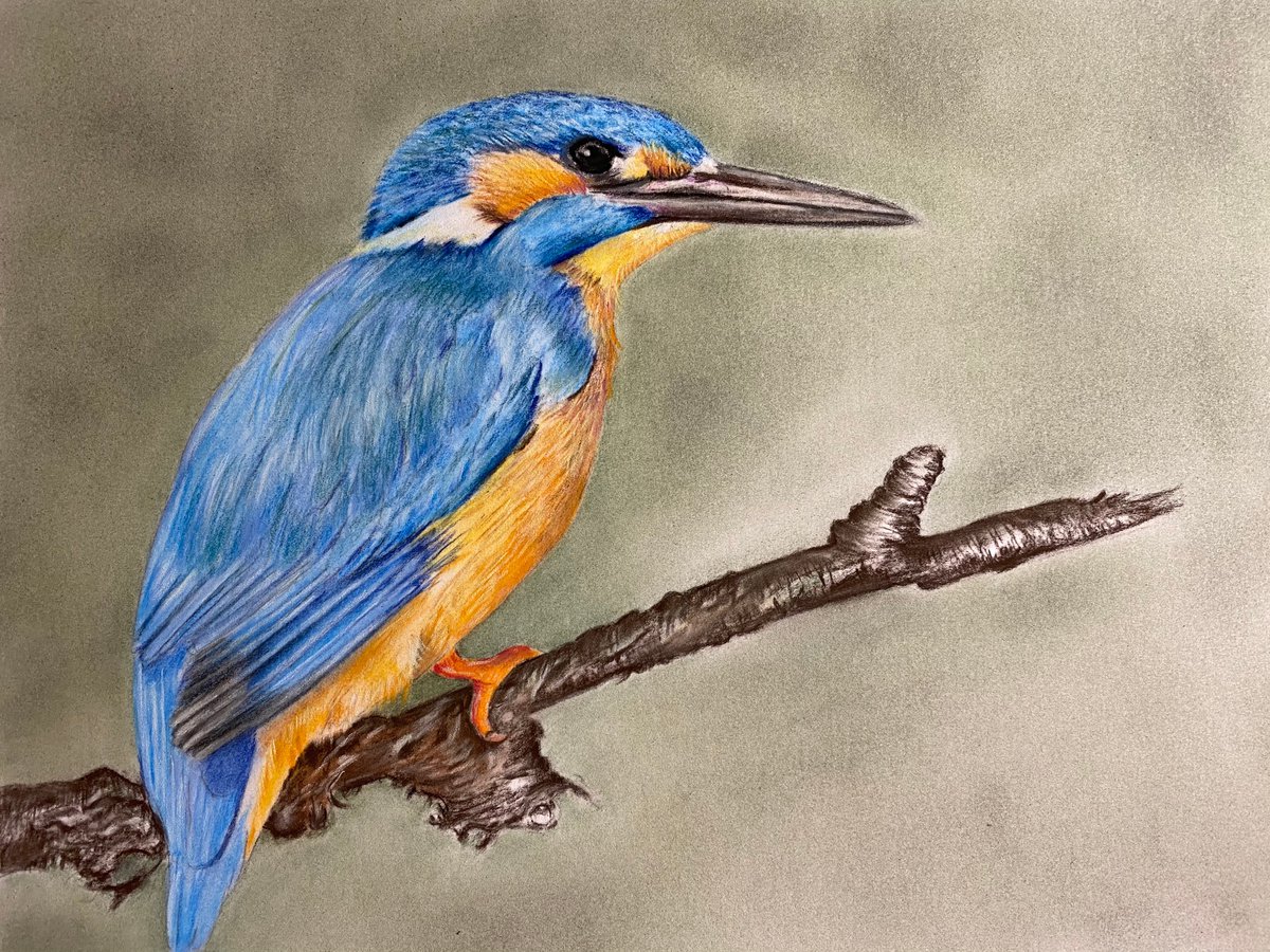 Kingfisher by Maxine Taylor