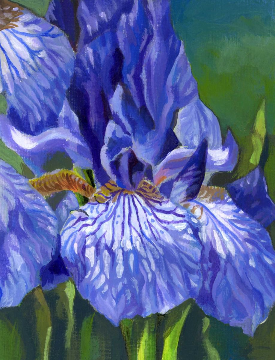 blue iris by Alfred  Ng