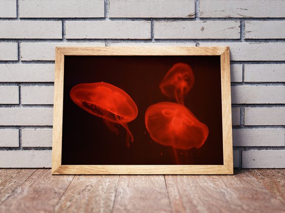 At the aquarium #4 | Limited Edition Fine Art Print 1 of 10 | 60 x 40 cm