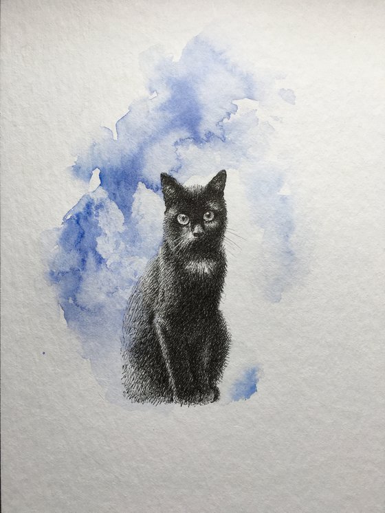 черный кот-1