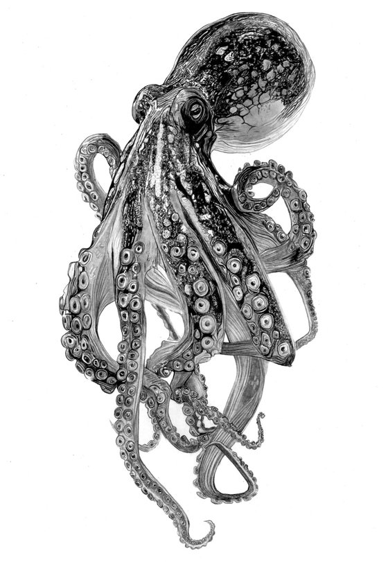 Octopus in Pencil
