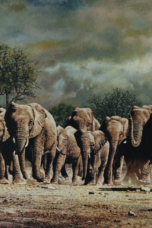 Whild Elephants 1 by K Shaji