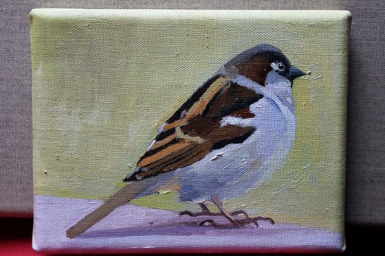 Spring Sparrows #2