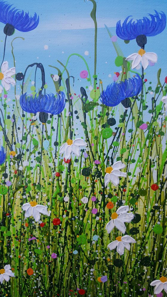 Cornflower & Daisy Meadows