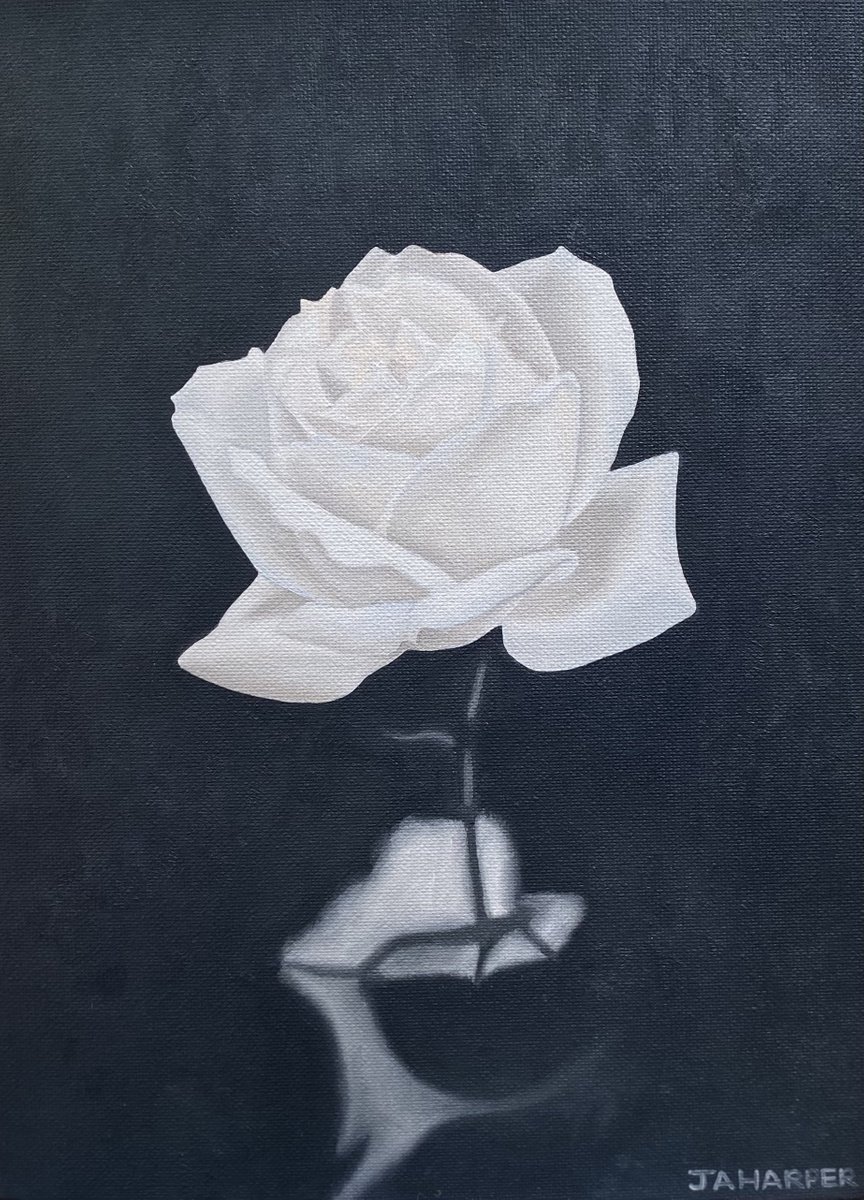 Photorealistic Botanical Oil Painting By Jill Ann Harper, 11 X 14, White Rose, Original Artwork