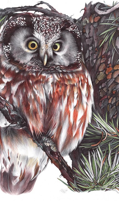 Boreal Owl by Daria Maier