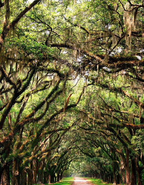 UNDER THE CANOPY OF TREES