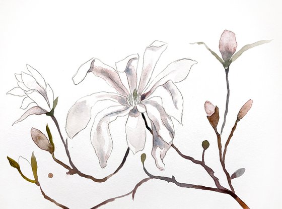 Magnolia Study No. 6