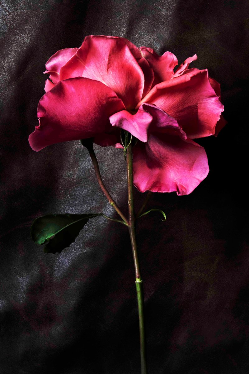 Impressionistic Botanical Photograph By Sandra Platas Hernandez, 17 X 23", Rose, Original Artwork
