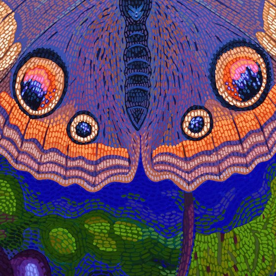 Buckeye Butterfly