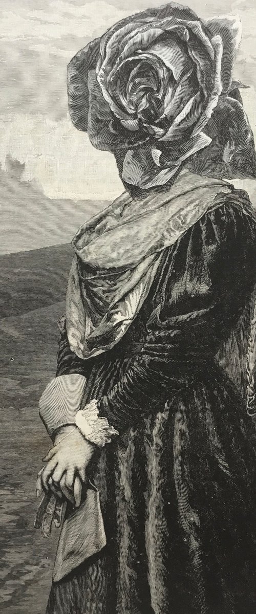 Rose on the moor by Tudor Evans