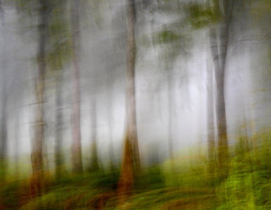 Quelque Part dans un bois........