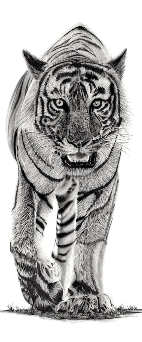 Tiger by Paul Stowe
