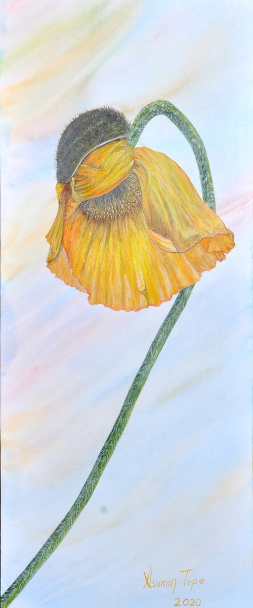 A yellow poppy bud flowering by Asuman Tepe