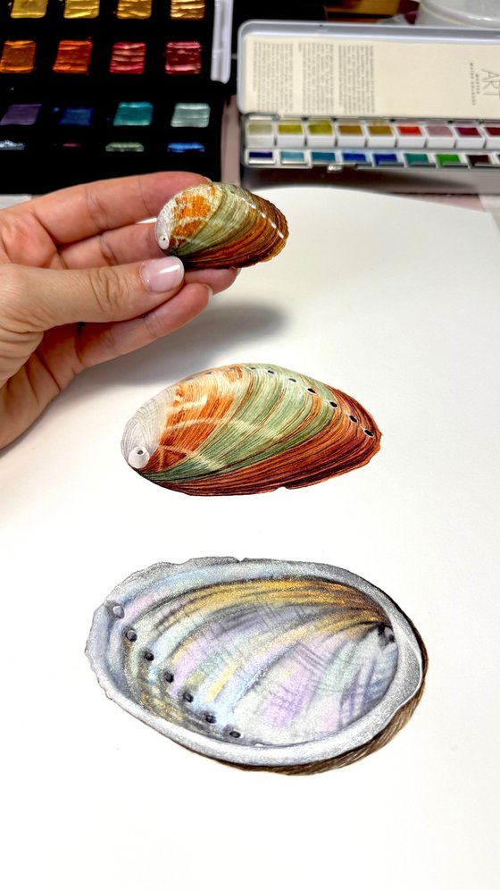 Abalone Shell Study 1