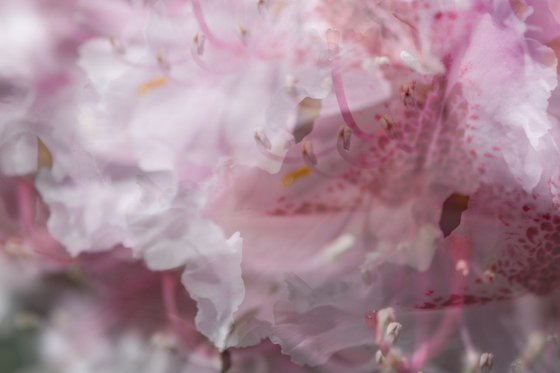 Pink 1