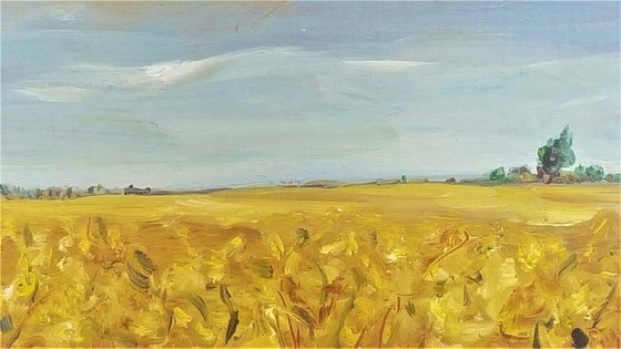 50 shades of Yellow - summer fields