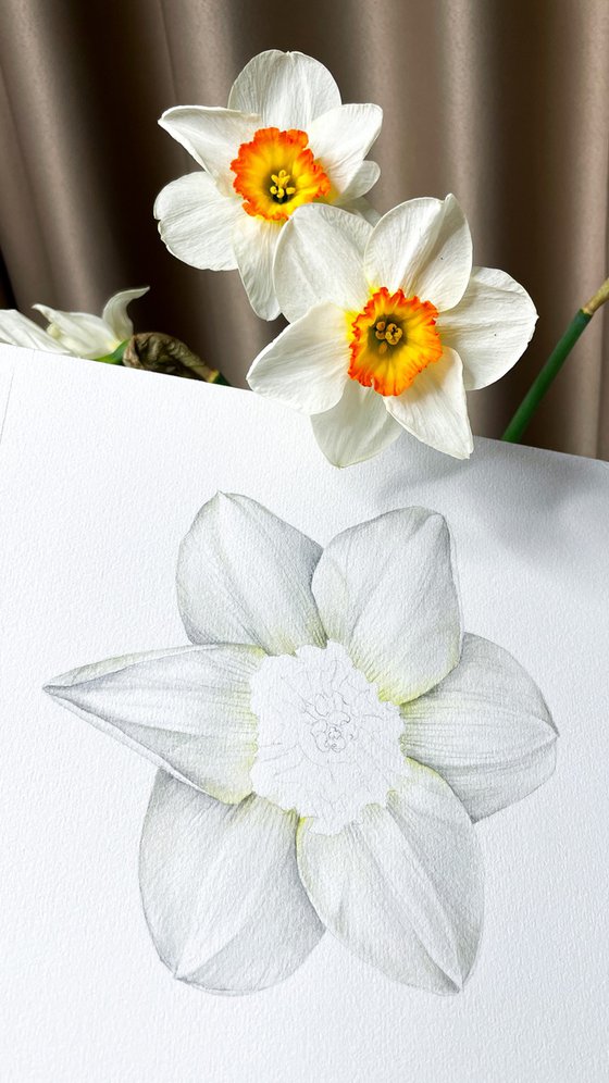 Narcissus Amor Daffodil, original watercolor