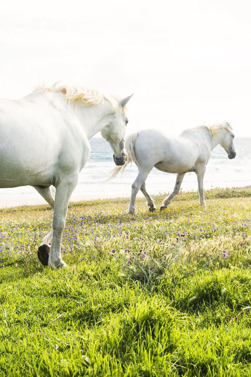 BEACH HORSES 4 by Andrew Lever