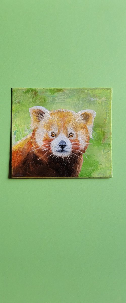 Little Raccoon by Lisa Braun