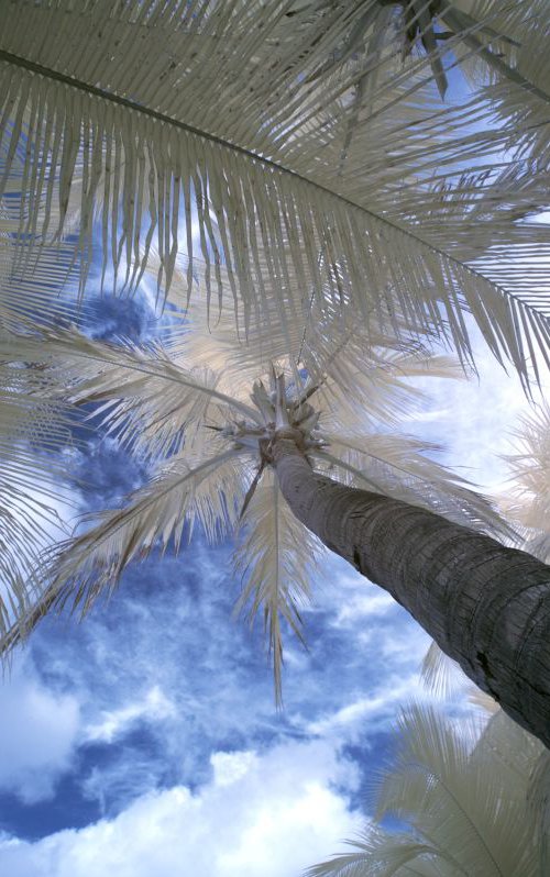 Palm Trees, Palomino. by Ed Watts