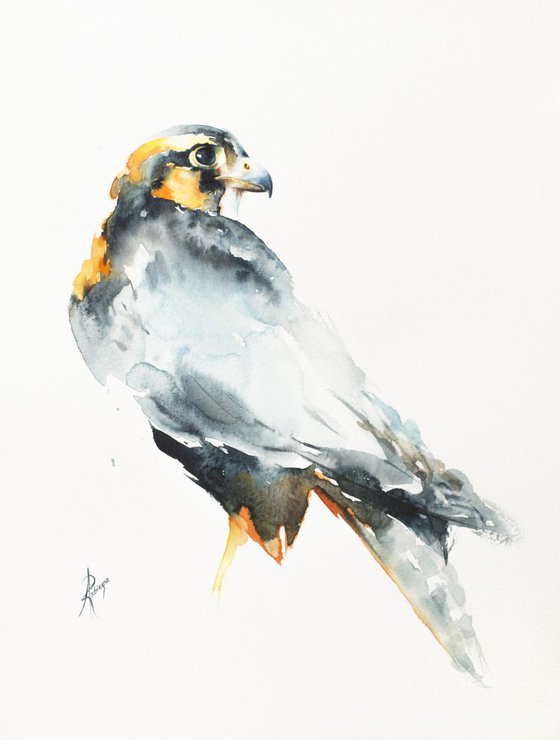 Aplomado Falcon