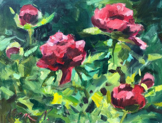 Red peonies