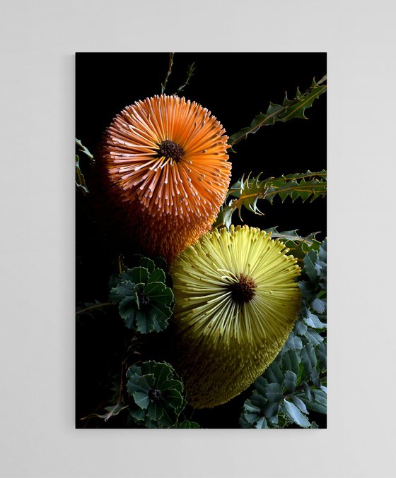Banksia Praemorsa & Ashbyi