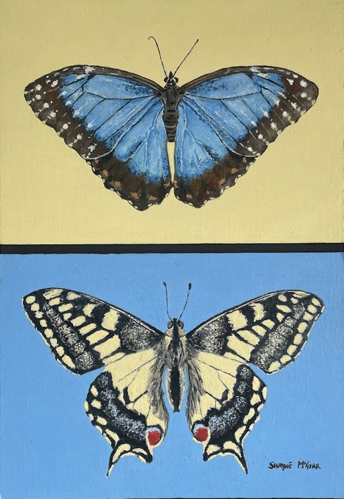 Swallowtail and Morpho by Shayne McGirr