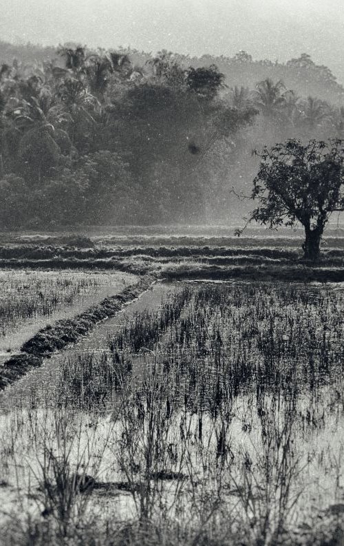 Indonesian Rice Field by Marc Ehrenbold