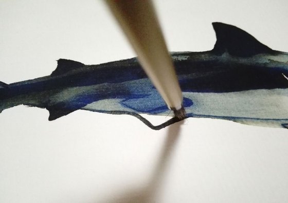 Shark I Animal Drawing