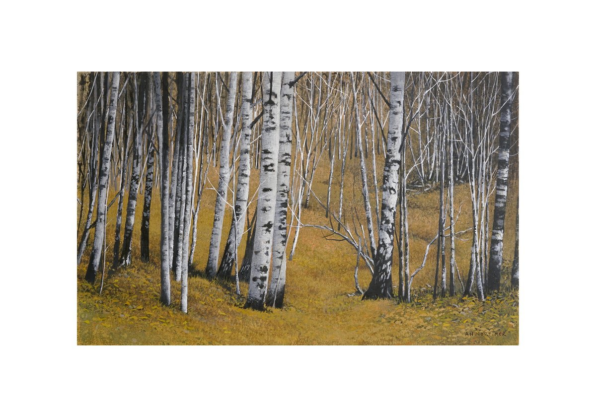Birch wood by Andrew Mortimer