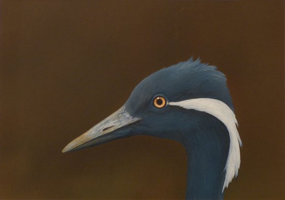 Demoiselle Crane