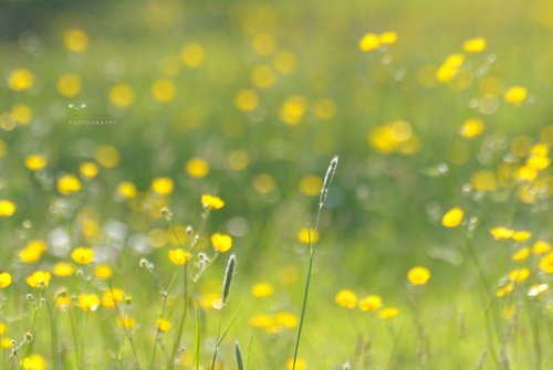 Buttercup Meadow by Natural Light Creations