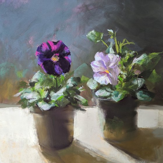 Pansies