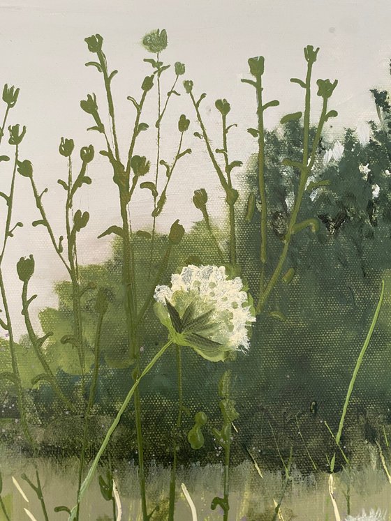 Wild Scabious Meadow