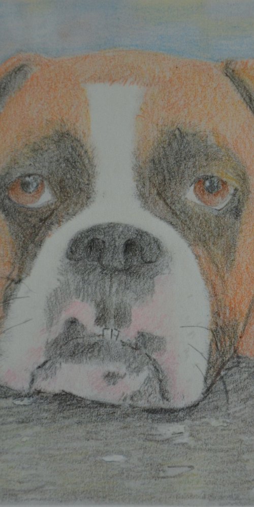 Small Drawing of a Young Boxer, "Gracie" by Linda Southworth