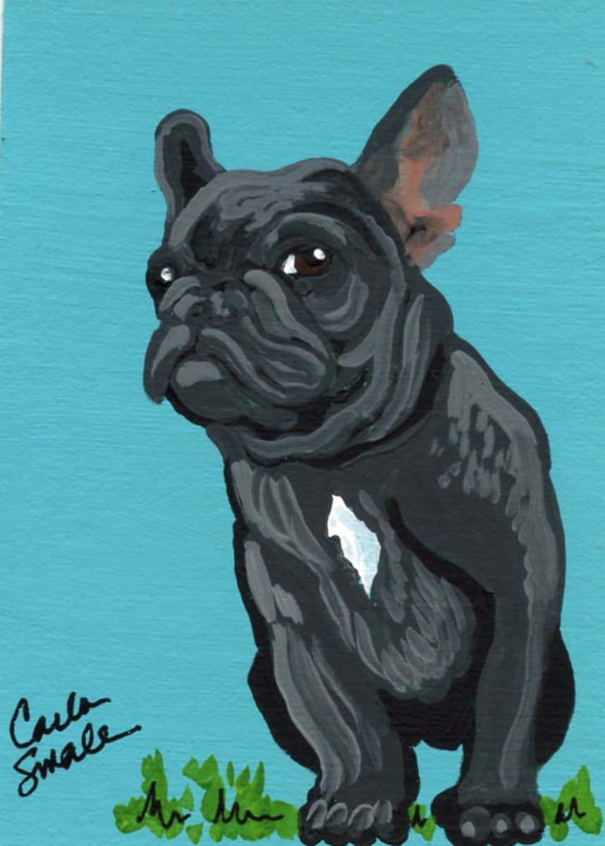 French Bulldog by Carla Smale