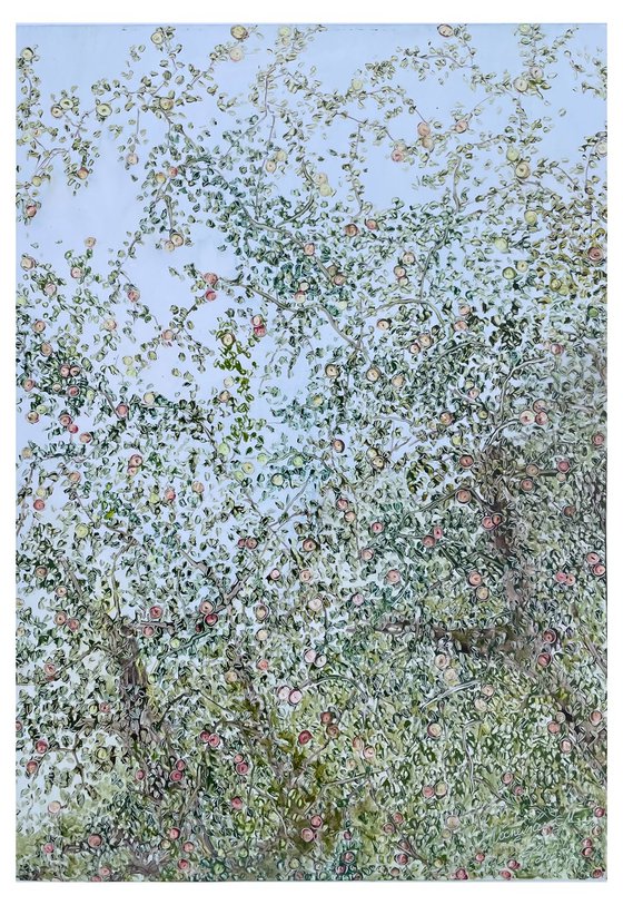 Apple trees and blue sky