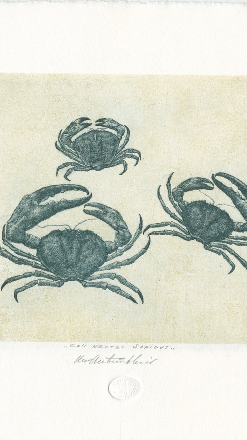 Crabs CALLINECTES SAPIDUS by Konstantin Antioukhin