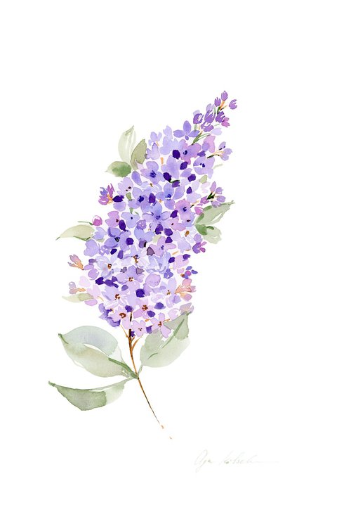 Tender Lilac watercolor by Olga Koelsch