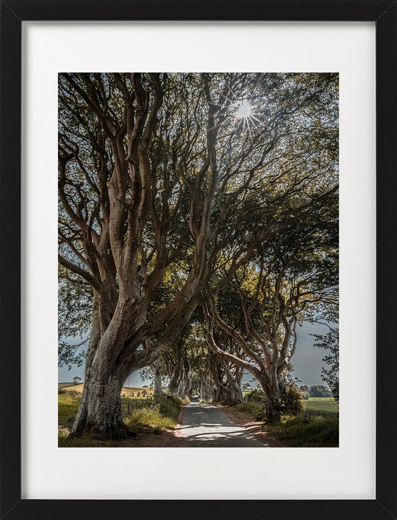 THE  FANTASTIC DARK HEDGES