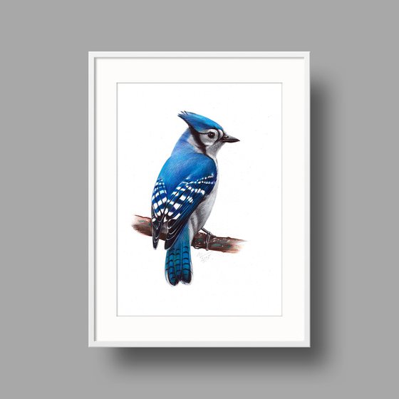Blue Jay