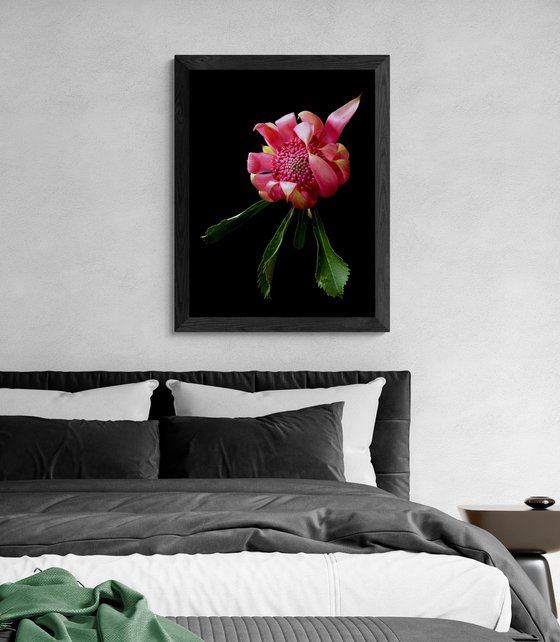 Pink Waratah - Shady Lady